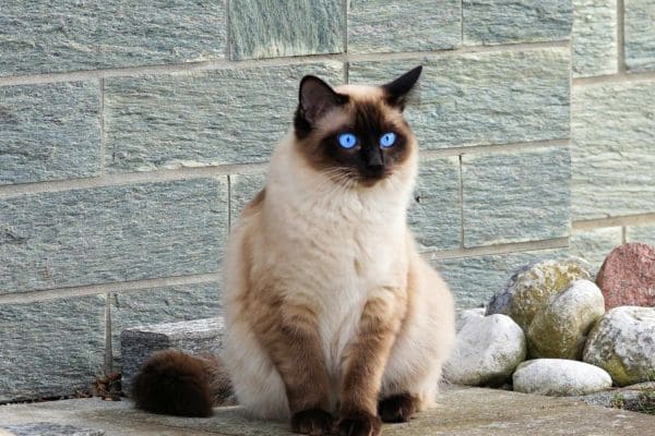 Siamese Kitten