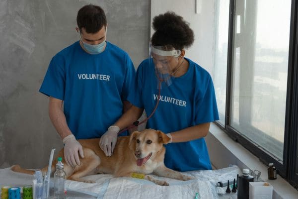 Routine Dog Checkup